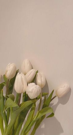 white tulips are arranged in a vase against a wall