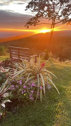 the sun is setting over some flowers and plants in front of a bench on top of a hill