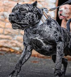 two dogs on leashes are walking down the street with one dog looking at the camera