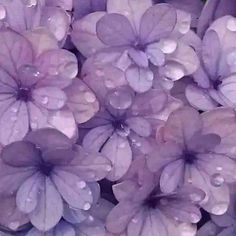 purple flowers with drops of water on them