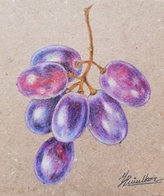 a drawing of grapes on a piece of paper