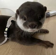 an animal that is laying on the floor with a leash around it's neck