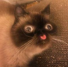 a siamese cat with its tongue hanging out and eyes wide open, looking up at the camera