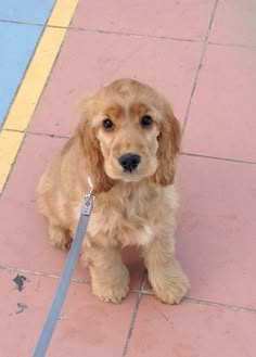 a small brown dog sitting on top of a tile floor next to a blue leash