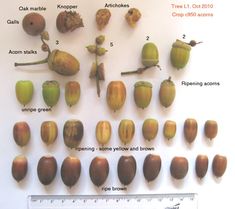 an image of different types of acorns on a white background with ruler and text