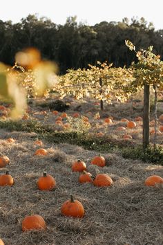 a field full of pumpkins sitting on top of dry grass