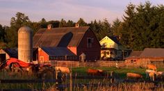 a farm with many cows grazing in the grass near a barn and silo at sunset