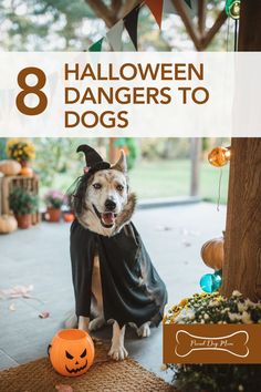 a dog dressed up as a witch with the title 8 halloween dangers to dogs overlaid