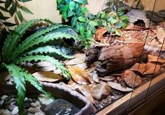 an aquarium filled with lots of plants and rocks