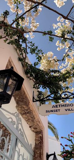 a street light sitting next to a tree with white flowers