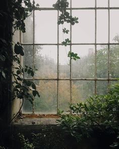 an open window with vines growing out of it's sides and trees in the background