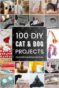 there are many cat and dog projects in this collage with the words, 100 diy cat & dog projects