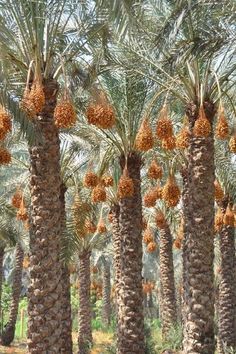 the palm trees are full of fruit and ready to be picked from the tree line