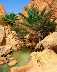 there is a small stream in the desert