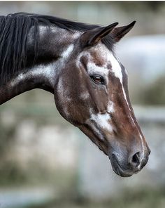 a brown and white horse standing in front of a wooden fence with his head turned to the side