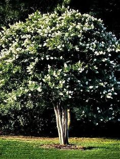 a tree with white flowers in the middle of a field