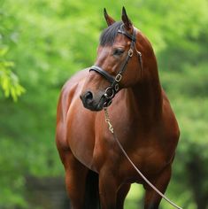 a brown horse standing on top of a lush green field