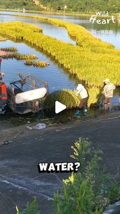 two men are working in the water near some plants