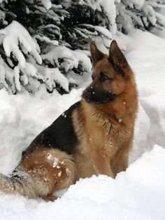 a german shepherd sitting in the snow