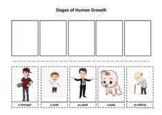 the stages of human growth worksheet with pictures and words to help students learn how to