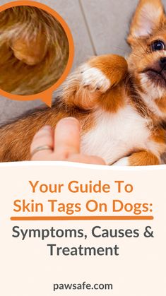 Finding odd lumps on your dog can be scary, and it's no different with skin tags on dogs. Read on to know when it's fine and when to worry. Remove Skin Tags Naturally, Dog Haircuts, Home Remedy For Cough, Skin Natural Remedies, Natural Health Care