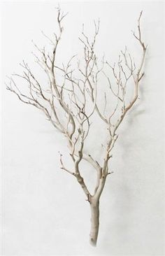 a bare tree with no leaves in front of a white wall