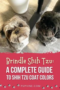 two dogs looking at each other in front of a mirror with text that reads brindle shih tzu a complete guide to shih'tzu coat colors