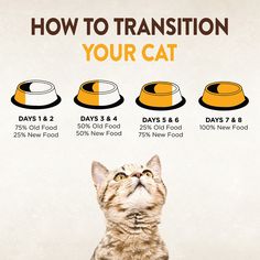 a cat sitting in front of a poster with instructions on how to transition your cat