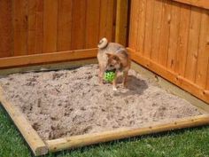 a small dog is playing in the sand pit with a ball and water bottle on it's side