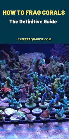 an aquarium filled with different types of corals and other marine creatures, including seaweed