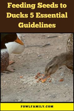 Feeding Seeds to Ducks 5 Essential Guidelines Dos And Don'ts, Healthy And Happy, The List, Seeds