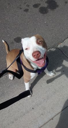 a brown and white dog with a leash on it's neck standing on the sidewalk