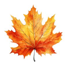 an orange and yellow maple leaf is shown in this image, it appears to be painted with watercolors