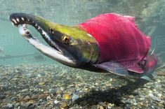 a large fish with its mouth open swimming in the water by some rocks and gravel