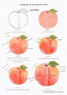 an illustrated diagram of the parts of a peach