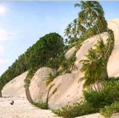 palm trees line the beach as people walk on the sand