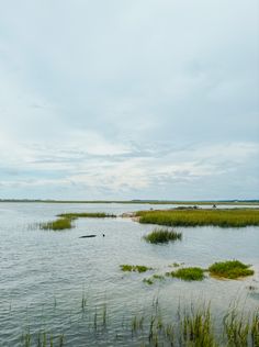 a body of water surrounded by tall grass