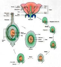 diagram of the cell and its functions in an animal's body, with labels