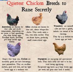 an info sheet describing the different types of chickens