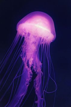 a purple jellyfish floating in the water