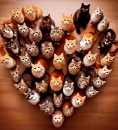 there are many cats in the shape of a heart