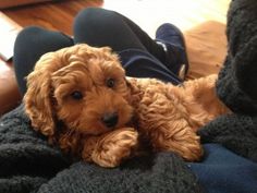 a brown dog laying on top of a person's lap with his legs crossed