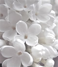 some white flowers are on the table