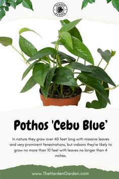 Escape to the serene waters of Cebu with Pothos 'Cebu Blue'! Its unique blue-green foliage evokes the calmness of a tropical oasis, transforming any space into a tranquil retreat. Easy to care for and visually captivating, this stunning plant adds a touch of coastal charm to your home or office decor. #PothosCebuBlue #IndoorPlants #HomeDecor #PlantLovers #Greenery #InteriorDesign #CoastalCharm #Tranquility #EasyCare #BotanicalBeauty Silver Pothos, Cebu Blue Pothos, Blue Pothos, Cebu Blue, Devils Ivy, Epipremnum Pinnatum, Flower Garden Design