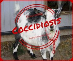 a black and white goat standing in front of a barn with the words sccidosis on it