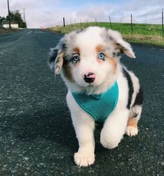 a puppy with blue eyes is sitting on the road and looking up at the camera