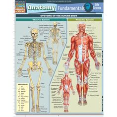 an image of the human body and its skeletal systems with text on it, which is also