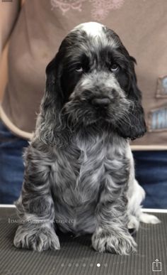 a black and white dog sitting on top of a floor next to a person's hand