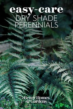 the cover of easy - care dry shade perennials by better homes and gardens, featuring ferns