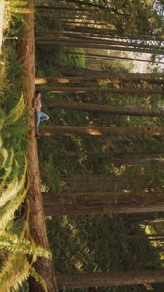 a man climbing up the side of a tall tree in a forest with lots of trees